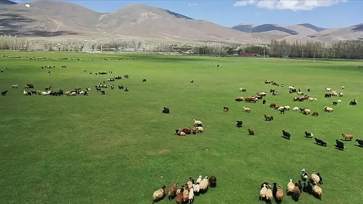 Hayvanlar meralara çıkarılmaya başlandı