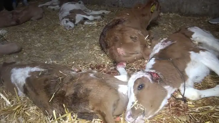 Başıboş köpek dehşet