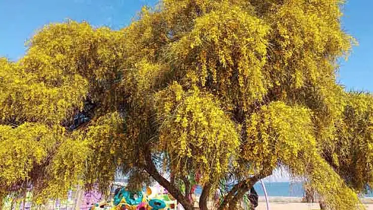 'Polen alerjisi' uyarısı