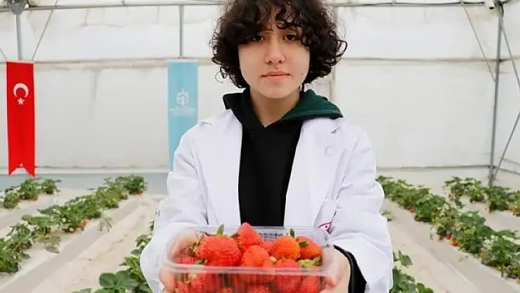 Volkanik cürufta çilek yetiştiren liselilerden ilk hasat