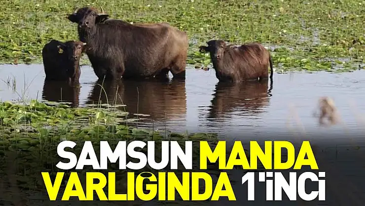Samsun manda varlığında 1'inci