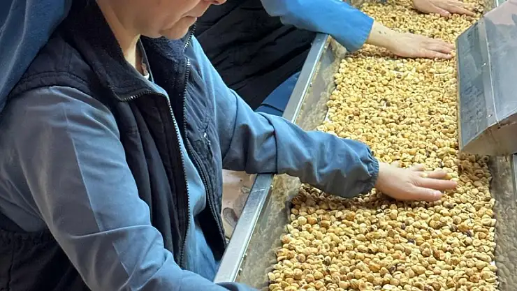 8 ayda 205 bin ton iç fındık ihracatı