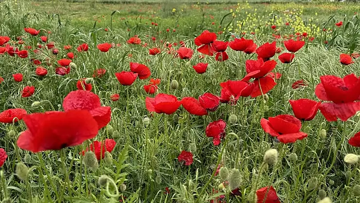 Gelincikler fotoğrafları renklendiriyor