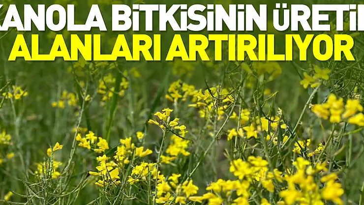 Kanola bitkisinin üretim alanları artırılıyor
