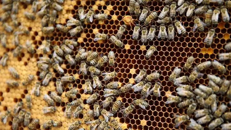 Türkiye Arıcılık Haritası güncellendi