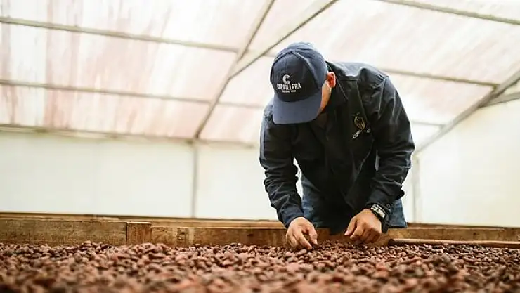 Kakao fiyatlarında tüm zamanların en hızlı haftalık düşüşü