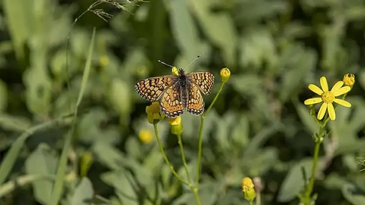 Munzur Vadisi Milli Parkı kelebeklerle renklendi