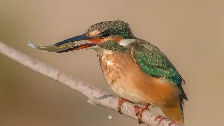 Savcının galerisi göz kamaştırdı