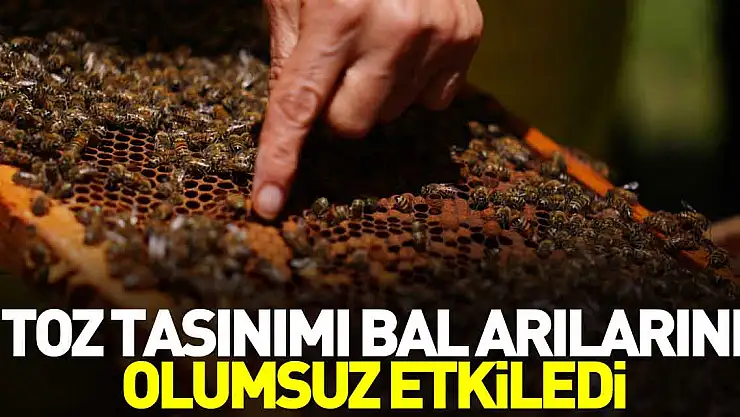 Toz taşınımı bal arılarını olumsuz etkiledi