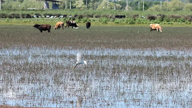 Kıyı erozyonu Kızılırmak Deltası'nı tehdit ediyor