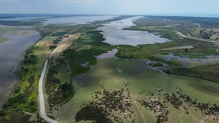 Kızılırmak Deltası nesli tehlike altındaki kuş türlerine ev sahipliği yapıyor