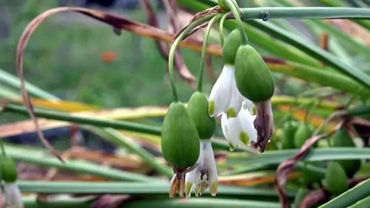387 bin TL para cezası