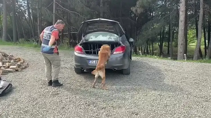 Dedektör Köpeği İş Başında