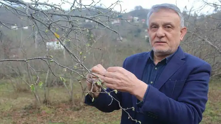 Fındık rekolte tahmini başladı