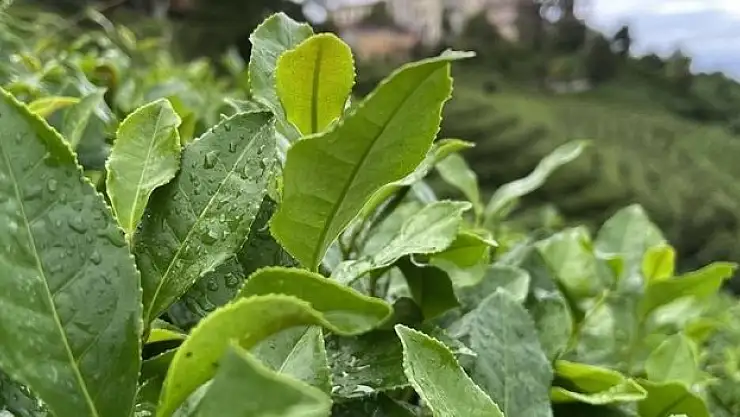 2024 yılı yaş çay alım fiyatı belirlendi
