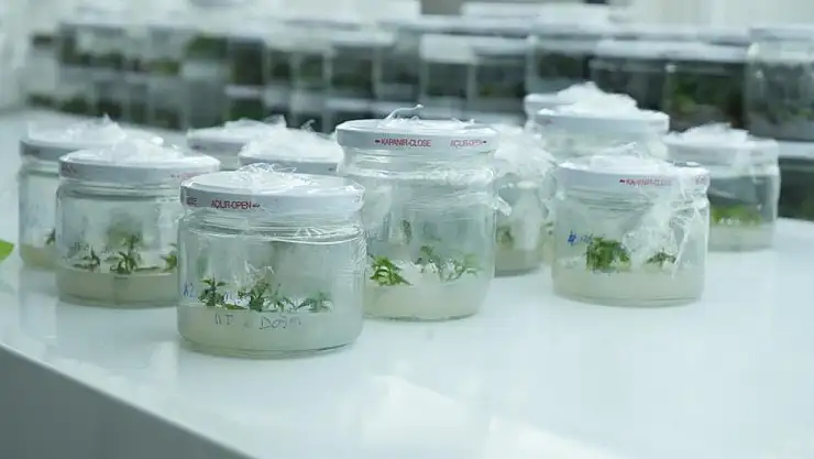 Dona dayanıklı fidan geliştirildi