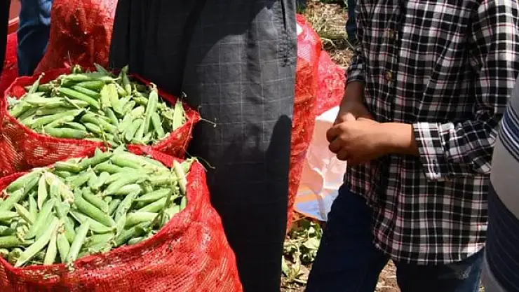 10 bin dönüm arazide bezelye hasadı sürüyor