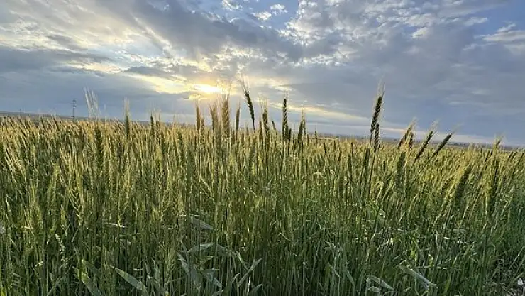 Üreticinin kaygısı gitti