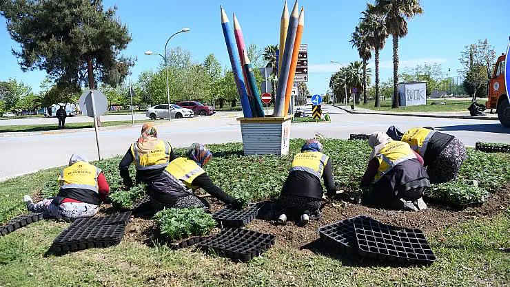 Samsun 500 bin kadife çiçeği ile renklendirildi