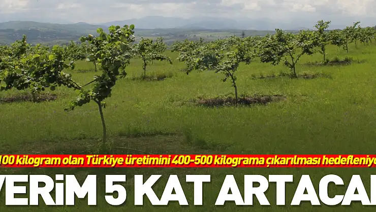 Verim 5 kat artacak