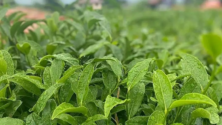 Tarım ve Orman Bakanı Yumaklı'dan 'yaş çay alım fiyatı' açıklaması