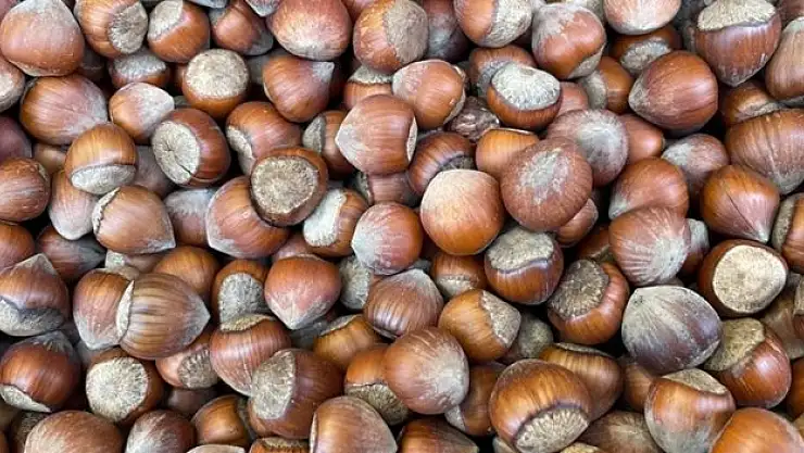 4 ayda 478,8 milyon dolarlık fındık ihracatı yapıldı