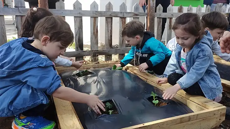 Terme'de minikler fide dikti