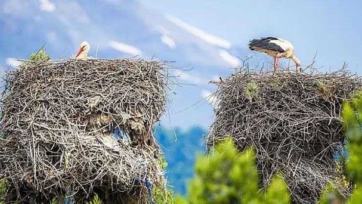 Yavru leylekler yumurtalarından çıkmaya başladı