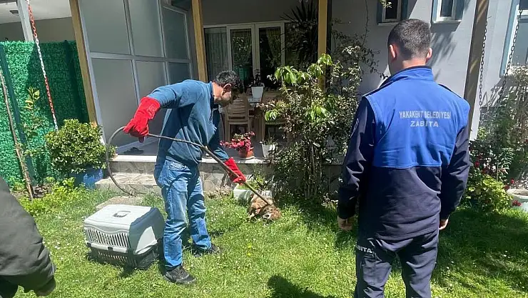 yaralı çakal belediye ekipleri ile kurtarıldı