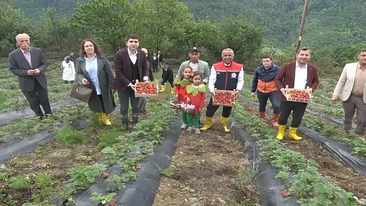 Bin rakımda yetişen Alaçam Çileği