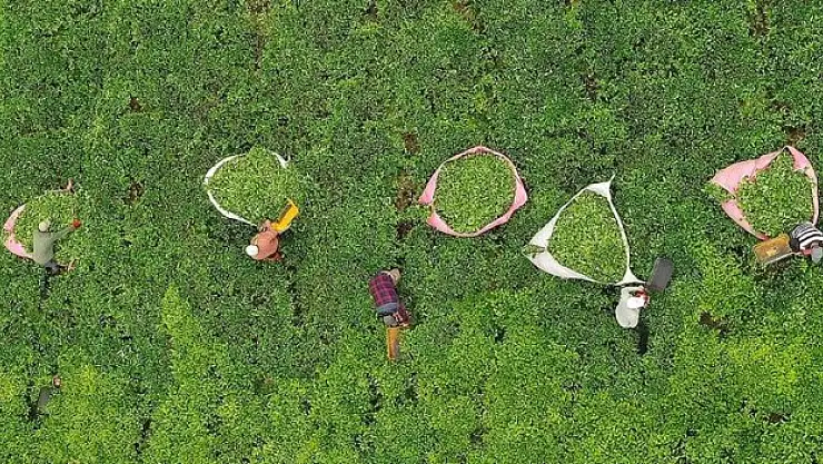 Çay üreticileri ilk sürgün mayıs hasadı için makas sallıyor