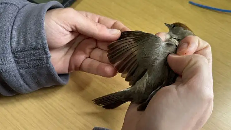 22 yılda 200 binin üzerinde kuş