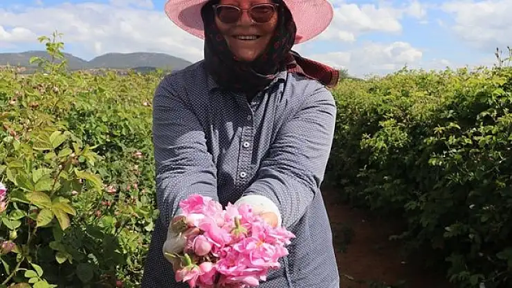 Gül hasadında rekolte beklentisi yüksek