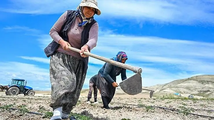 Yüzyıllık domates tohumları toprakla buluştu