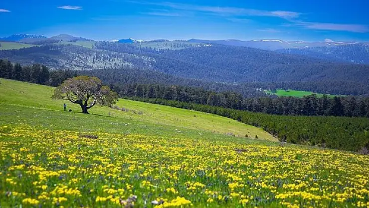 Ardahan'da doğa baharın gelmesiyle canlandı