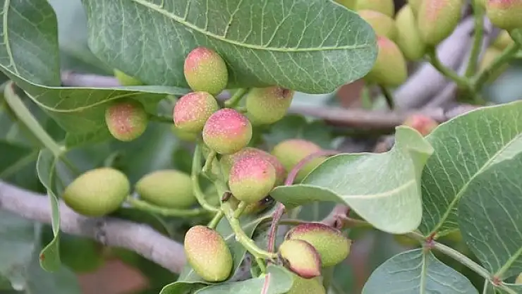 Antep fıstığında yüksek rekolte beklentisi