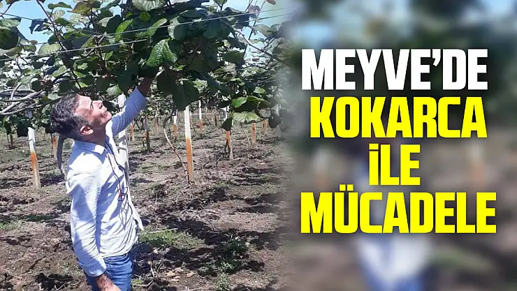 MEYVE'DE  kokarca ile  mücadele