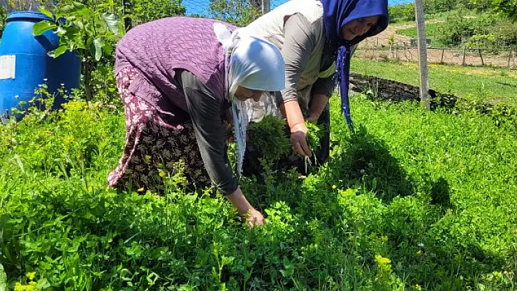 Gelin-kaynana nane yetiştiriyor