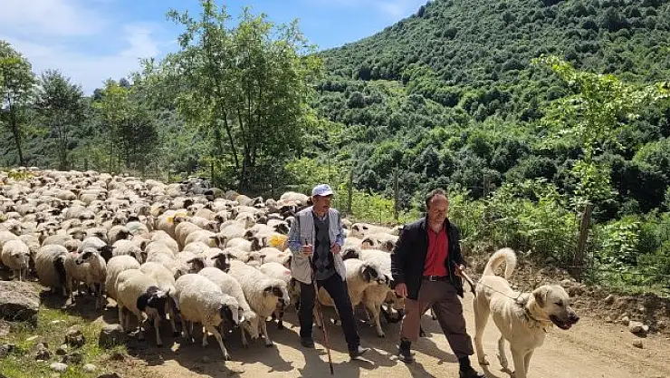 Sürüler yayla yolculuğunda