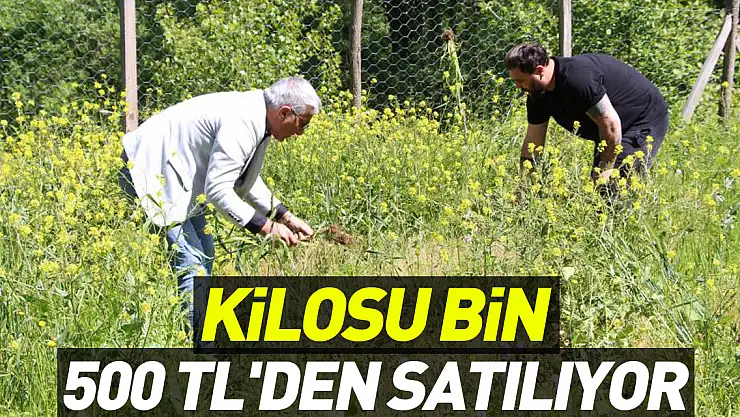 Kilosu bin 500 TL'den satılıyor