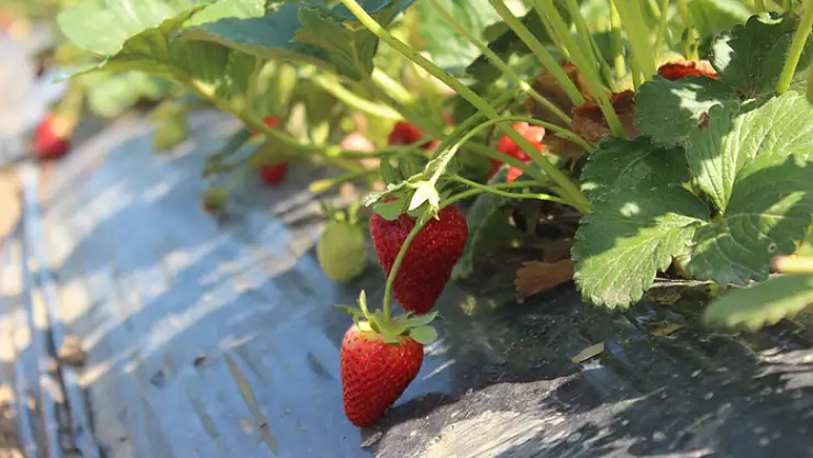 Samsun'da organik çilek bahçesinde müşteriler kendi ürününü topluyor