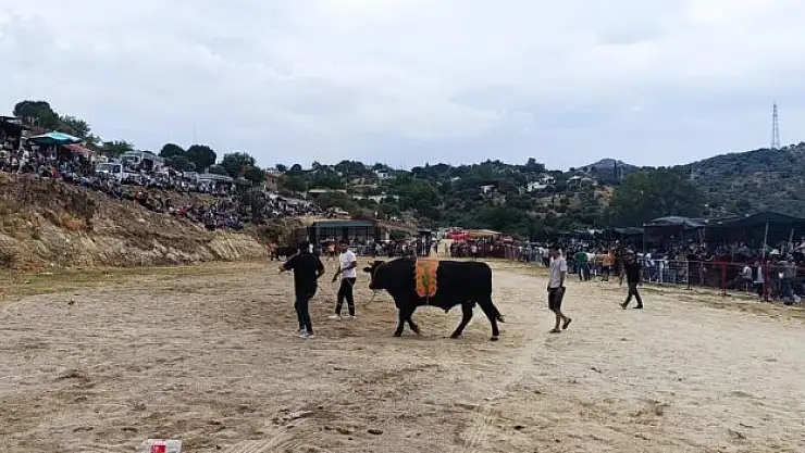 Söke'de boğa güreşi heyecanı