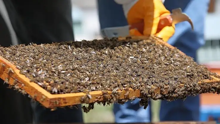 'Arıları Yaşat, Geleceğini Kazan Projesi' ile gençler meslek sahibi olacak