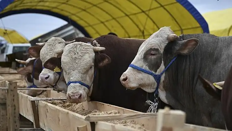 Kurbanlık arzında sorun beklenmiyor