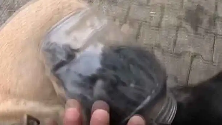 Başı bidona sıkışan köpek kurtarıldı