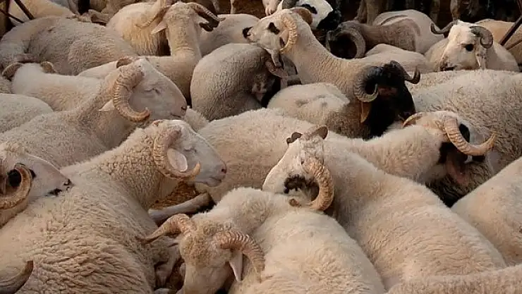 Zincir marketlerden adrese teslim kurbanlık hizmeti