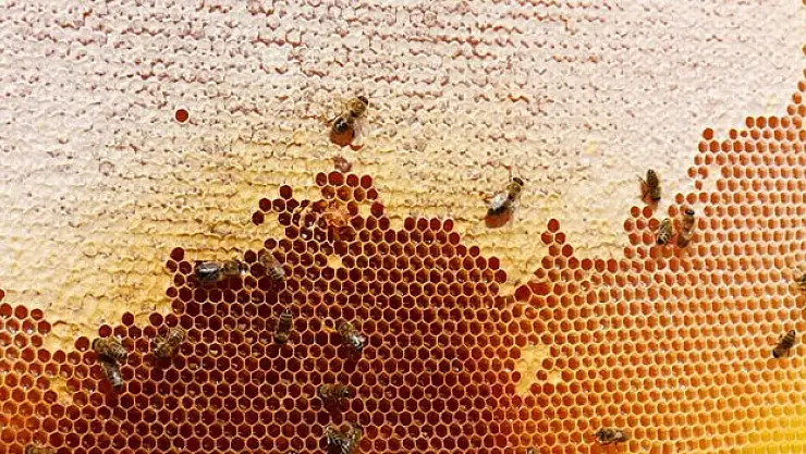 Türk balı 4 ayda yaklaşık 11,5 milyon dolar kazandırdı