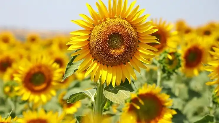 Yüzde 100 yerli ayçiçek tohumu Türk tarımına kazandırıldı