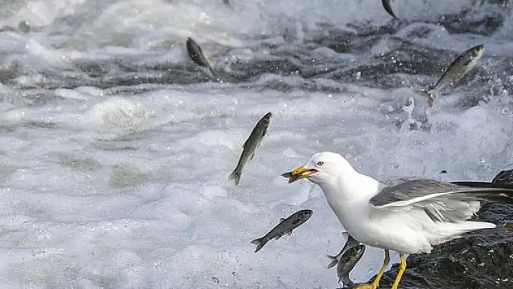 İnci kefallerinin tatlı sulara göçü devam ediyor