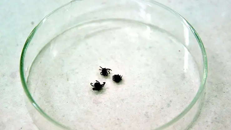 Giresun'da 7 kişide kene tespit edildi